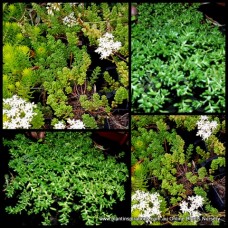 Sedum album White x 1 Succulents Plants Baby Tears Groundcover Stonecrop Hanging Basket Succulent Pots Rockery Garden Border